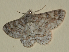 Cleora decisaria