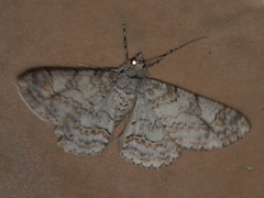 Cleora decisaria