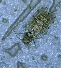 Ectopsocus californicus