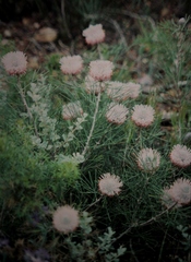 Isopogon divergens