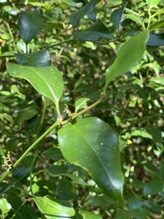 Cassinopsis ilicifolia