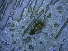 Ectopsocus californicus