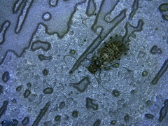 Ectopsocus californicus