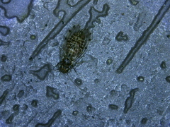 Ectopsocus californicus