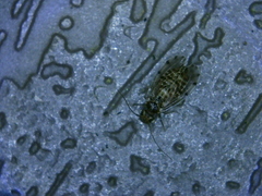 Ectopsocus californicus