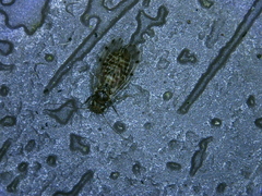 Ectopsocus californicus