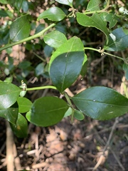 Cassinopsis ilicifolia