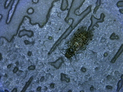 Ectopsocus californicus