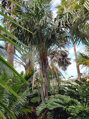 Syagrus schizophylla