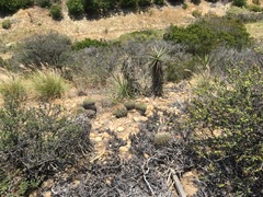 Ferocactus viridescens