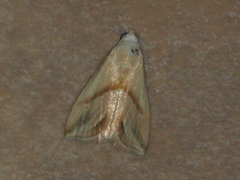 Eublemma rivula