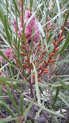 Hakea francisiana