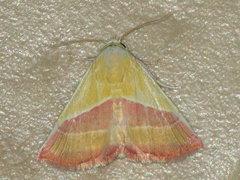 Eublemma dimidialis
