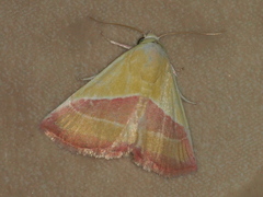 Eublemma dimidialis