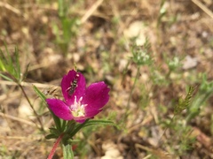 Clarkia affinis