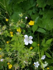 Geranium sylvaticum