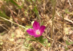 Clarkia affinis
