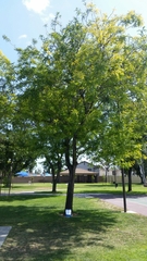 Gleditsia triacanthos