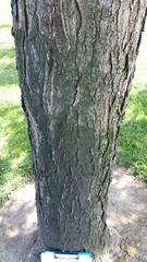 Gleditsia triacanthos