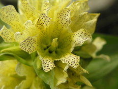Gentiana burseri actinocalyx