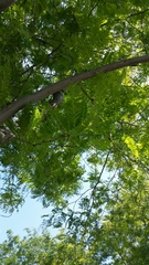 Gleditsia triacanthos