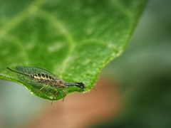 Raphidia euxina