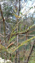 Jalmenus evagoras