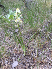 Toxicoscordion paniculatum