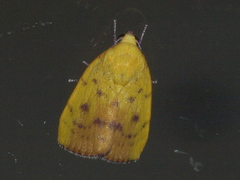 Earias luteolaria