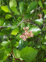 Crataegus