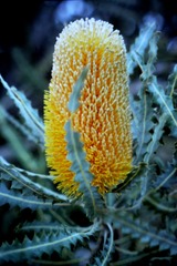 Banksia ashbyi