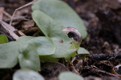 Corybas despectans