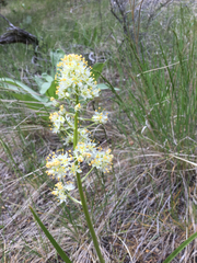 Toxicoscordion paniculatum