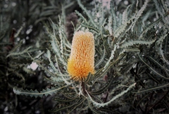 Banksia ashbyi