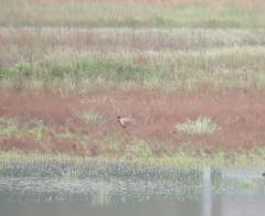 Phasianus colchicus karpowi