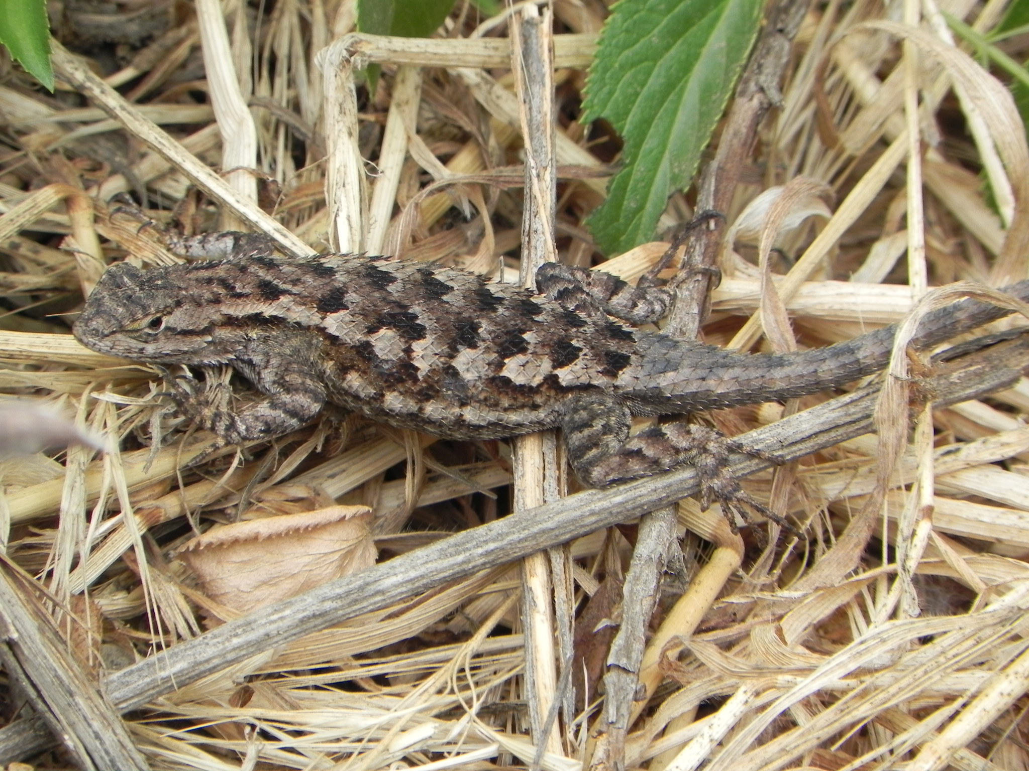 Western Fence Lizard (Sceloporus occidentalis) · iNaturalist