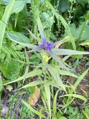 Melampyrum nemorosum