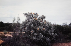 Banksia ashbyi
