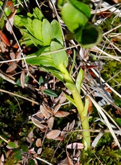 Lobelia sessilifolia