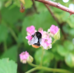 Bombus ardens