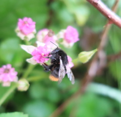 Bombus ardens