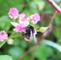 Bombus ardens