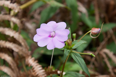 Impatiens platypetala