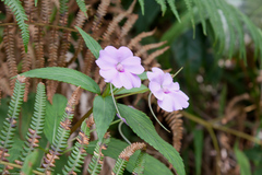 Impatiens platypetala
