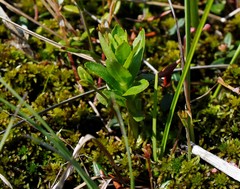 Lobelia sessilifolia