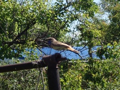 Luscinia svecica