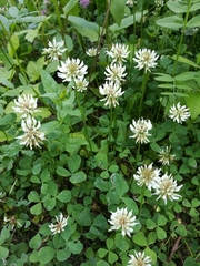 Trifolium repens