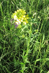 Erysimum marschallianum