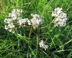Valeriana rossica
