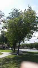 Gleditsia triacanthos